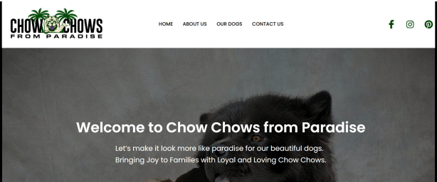 ChowChows From Paradise
