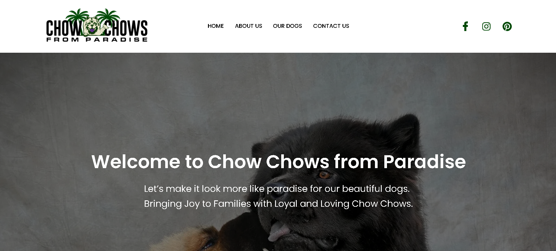 ChowChows from Paradise